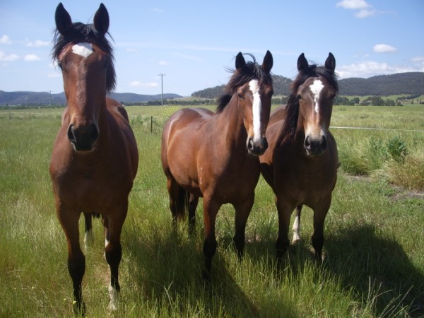HORSES_001_600_x_450.jpg