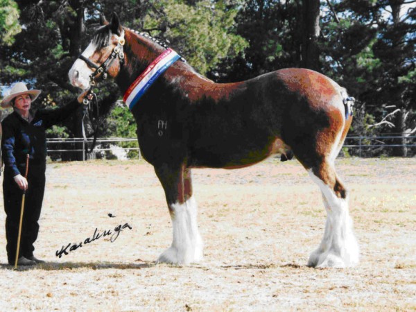 Registered quality show horses. Horses For Sale majority of the time